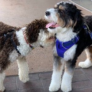 Meet your Posher, Ellen